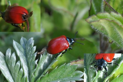 Réf. 182 228 : Chrysomela populi